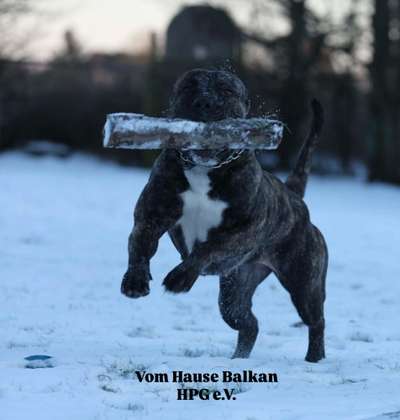 C‘BODIL VOM HAUSE BALKAN