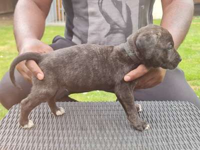 (ROSCO) OSO DE COSTA SUR