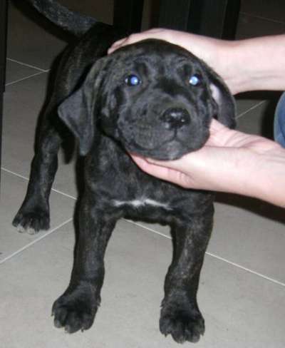 HERMIONE DE PERRO DE LA TIERRA
