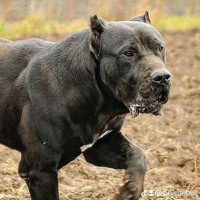 MARCO DE SABURO KENNEL
