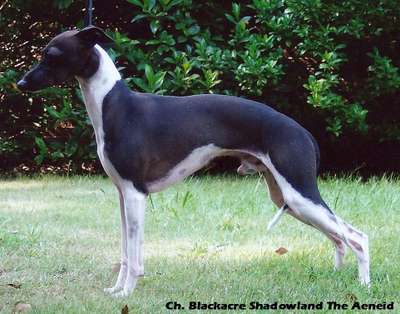 Blackacre Shadowlandtheaenid