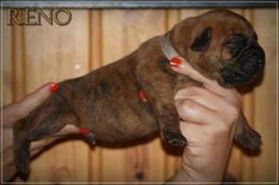 RENO NUESTRA SANGRE