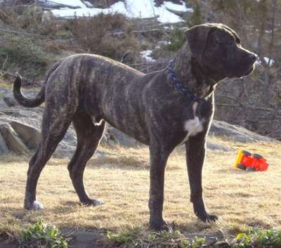 ORTHRUS PREDATOR