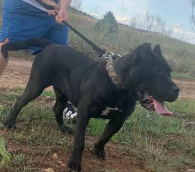 BULLET DE LOS MENCEYES