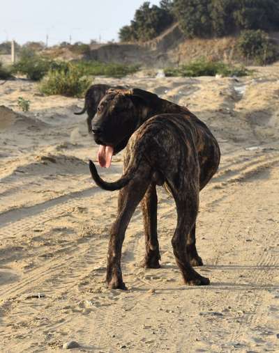 BARDINO DE JULIO ALVITES KENNEL'S