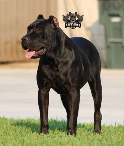 SUICIDE DE DOBRA'D KENNEL