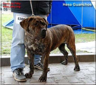 HESA GUANCHOS