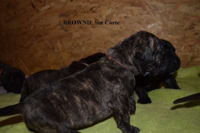 BROWNIE