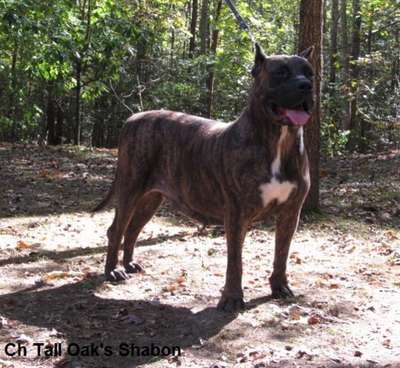 SHABON OF TALL OAKS