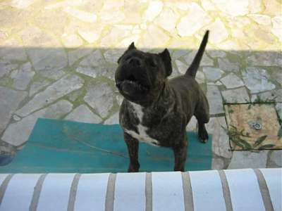 NERON DE LOS DOS SOLES