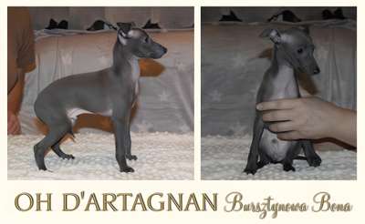Oh D'artagnan Bursztynowa Bona