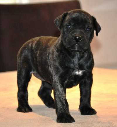 FEMALE-1 DE MACHO GRANDE
