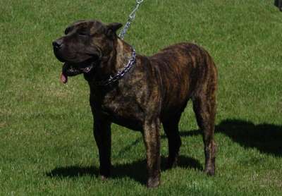 ARAGON DE TAMARAN BULL