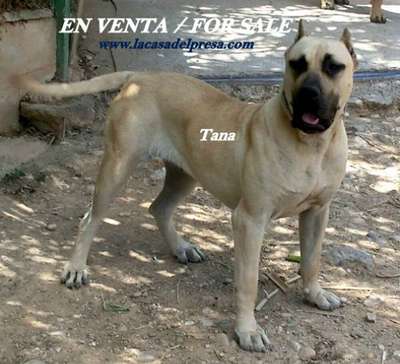TANA DE CASA DEL PRESA