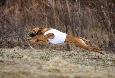 Vetluga Halva Racedog