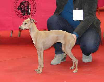 Gucci Velluta Du Domaine De Chanteloup
