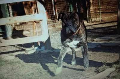 EROS DE CHINOS PITT