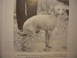 Vertragus Flavio