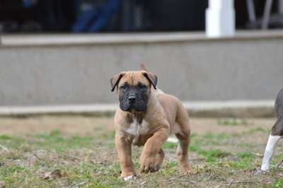 INDIGO DEVIL'S BONE KENNEL