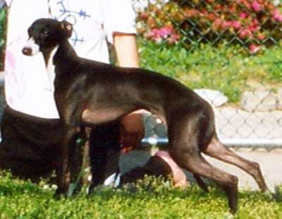 Woodwind's Comanche Brave