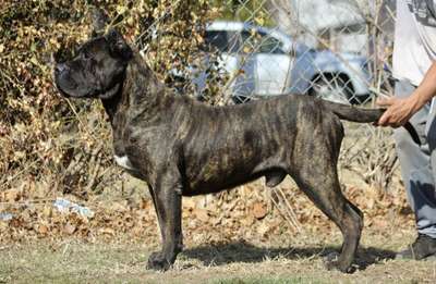 CROWN PRESAS ODIE