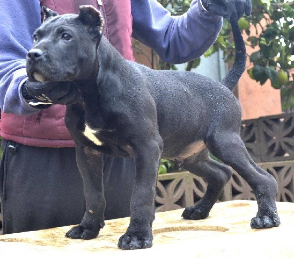 Cachorro de Presa Canario en Irema Curtó