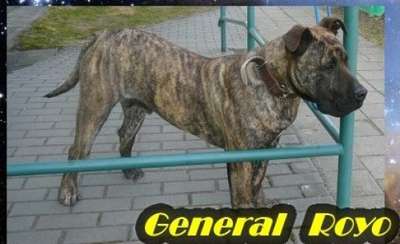 GENERAL DE ROJO Y ORO