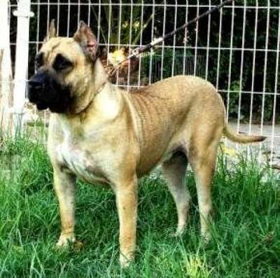 ELECTRA DE ALACANT BULL
