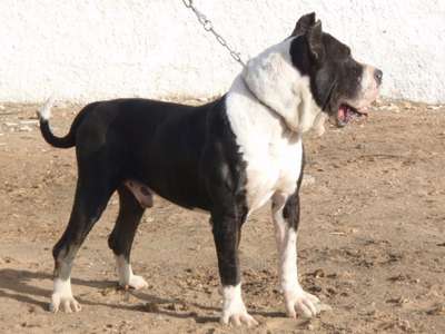 TINTO DE CASIMIRO