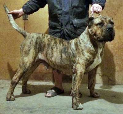 BOSS BULL CANARIO FANTA