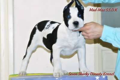 MAD-MAX OF SEVEN SHARKY DINASTY