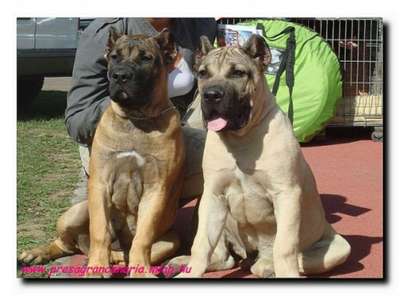 CHOCLATE PUMA EL PRESA GRAN CANARIA