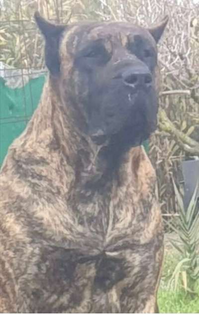 NARCO DE GOJICAN ROSALES