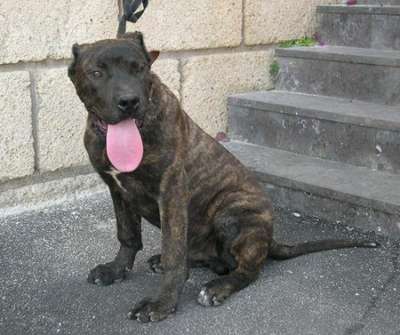 BACO DE LOS BIMBACHES (BOCO)