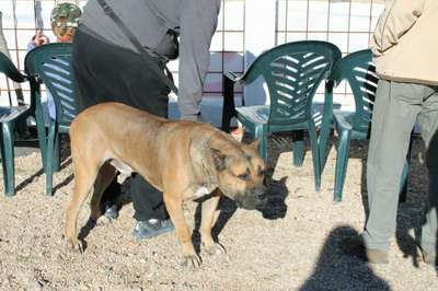 DEXTER DE KING ZULU