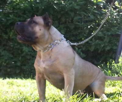 ATHENA DE CORDOGCAN