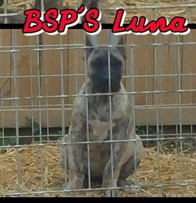 BLACK STAR PRESA'S LUNA