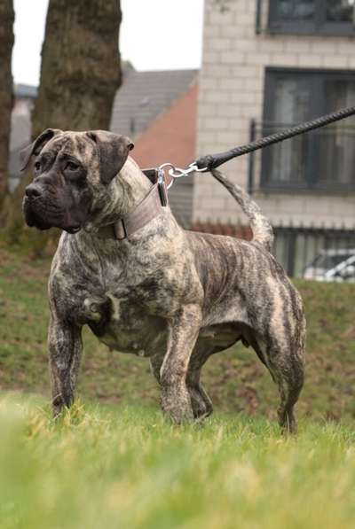 BAKARI DE V’CANBULL