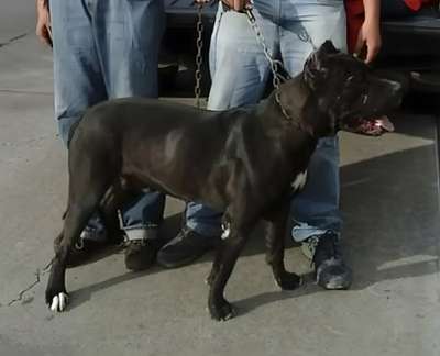 NEGRO DE ATLAS ASIO