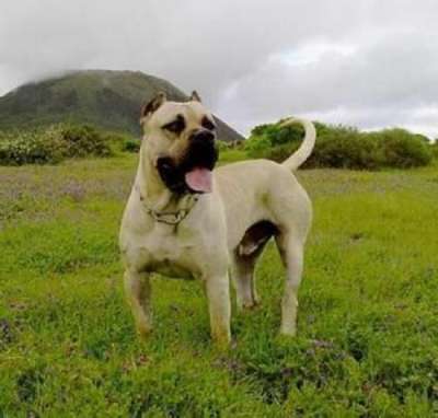 DANKO DE LA ISLA DE LOS VOLCANES
