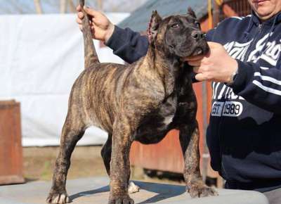 BOSS BULL CANARIO ZUMBA