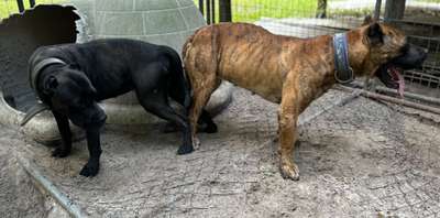 CORTéZ AND JADE LITTER