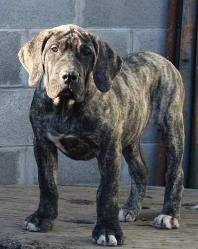DIABLO PERRO LOCO DE HIERRO