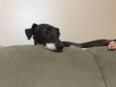 Ladyday’s Tabitha