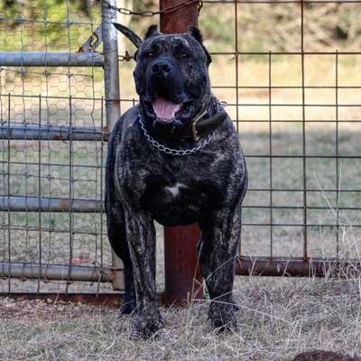 BEAR DE AKIVA K9