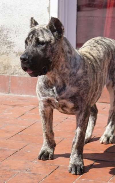 AROMA DE BARNACAN BULL