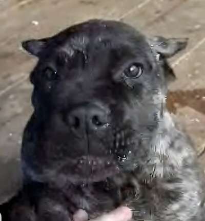 ARES PRESA HOME GUARD