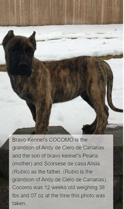 BRAVO KENNEL’S COCOMO