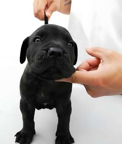 BLACK DE PEYRE KENNELS