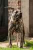 Bronca de Rey Gladiador